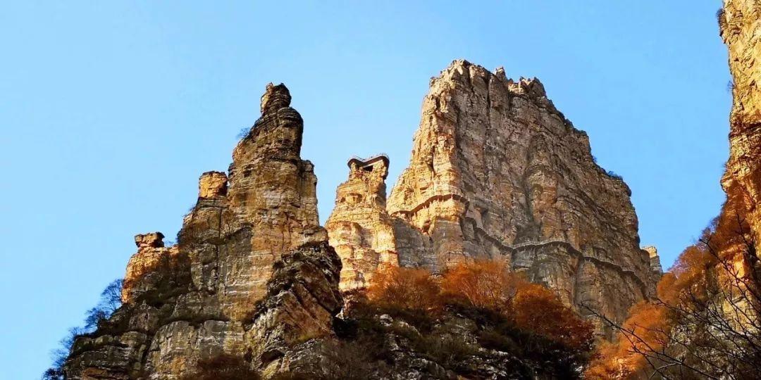 漂亮鹦鹉救援